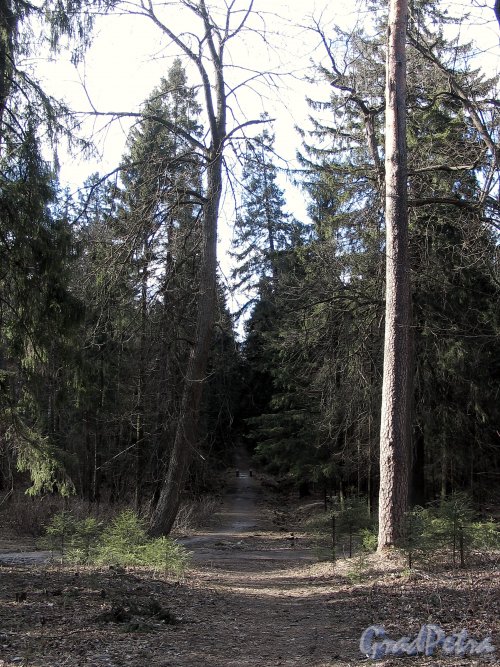Шуваловский парк. Адольфова аллея. Фото апрель 2014 г.