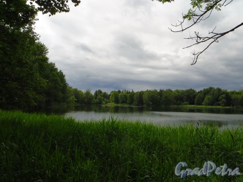 Ропшинский парк, Ивановский пруд. Фото 26 июня 2014 года.