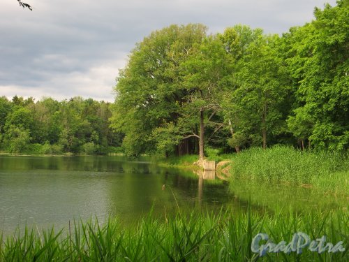 Ропшинский парк, Ивановский пруд, южный берег пруда. Фото 26 июня 2014 года.