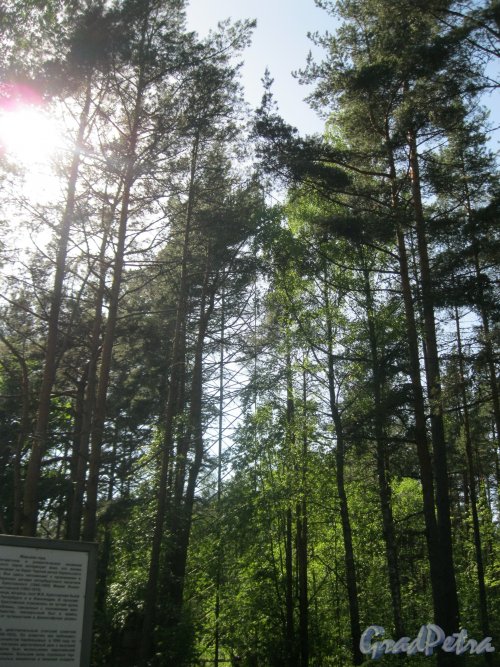 Исторический парк «Марьина гора» около пос. Молодёжное между Приморским и Средневыборгским шоссе. Вид на трамплин. Фото 4 июня 2014 г.