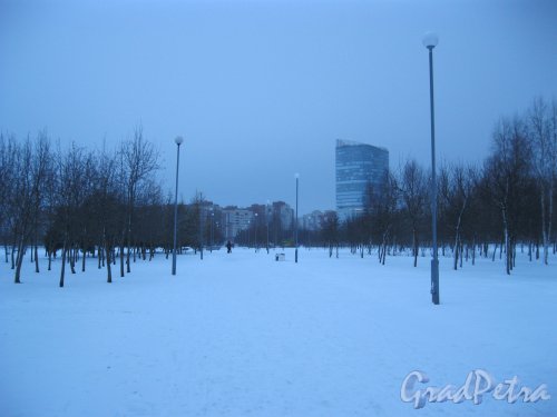 Парк 300-летия Петербурга. Одна из аллей. Фото 8 января 2015 г.