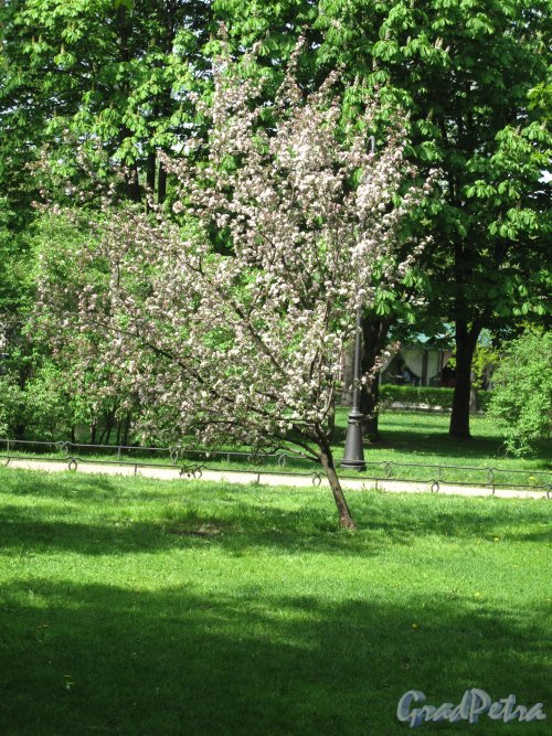Александровский парк. Цветущая сакура на одной из аллей парк. Фото май 2014 г.