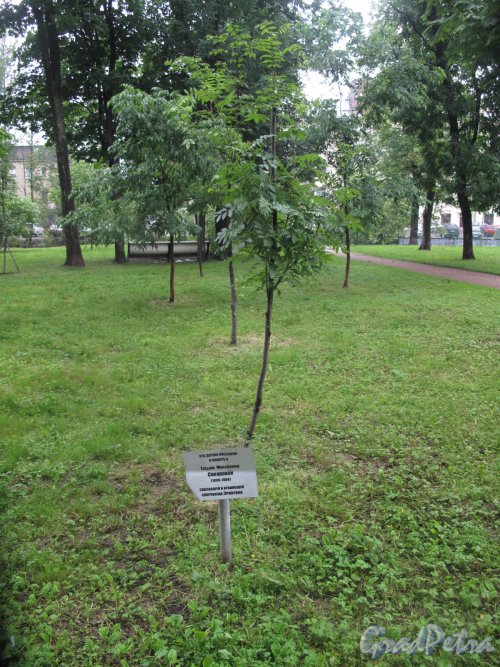 Камский Сад. Памятное дерево Т. М. Соколовой. Фото июнь 2014 г.