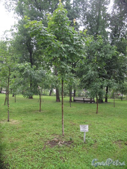 Камский Сад. Дерево посаженное в память о Г.Г. Кренцеле. Фото июнь 2014 г.