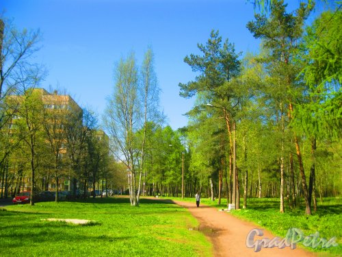 Парк «Александрино» в районе домов 45-47 по ул. Козлова. Фото 10 мая 2015 г.