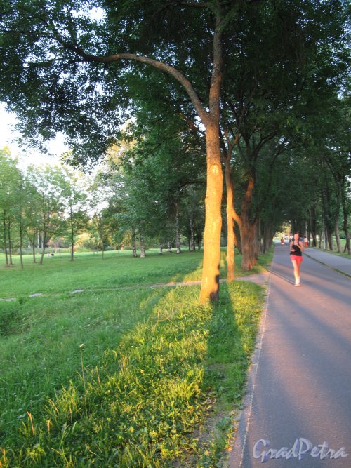 Муринский гидропарк. Фрагмент велодорожки во время заката. фото июль 2014 г.