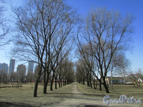 Перспектива аллеи Пулковского парка от Московского шоссе в сторону Дунайского проспекта. Фото 22 марта 2016 года.