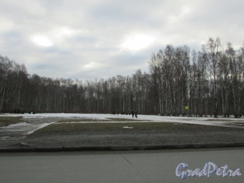 Вид на Пискарёвский парк ранней весной со стороны улицы Бутлерова. Фото 13 марта 2016 года.