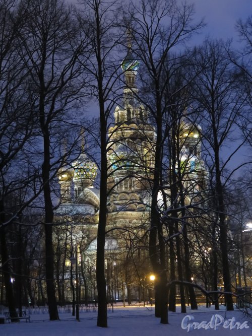 Спас на Крови сквозь посадки Михайловского сада зимой в вечернем освещении. фото январь 2015 г.