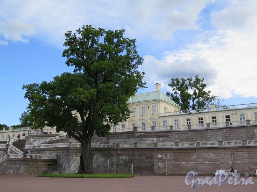 Верхний парк (Ораниенбаум), д. 1. Большой Меншиковский дворец. Дуб и терасса. фото август 2015 г.