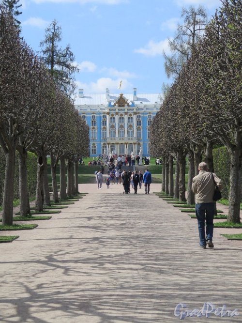 Екатерининский парк (Пушкин). Регулярный парк. Вид на Екатеринский Дворец. фото июнь 2017 г