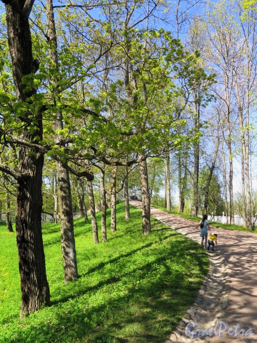 Екатерининский парк (Пушкин), Аллея парка вдоль Продольного пруда. фото май 2018 г.