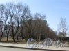 Аллея Пулковского парка к жилой застройке от Московского шоссе. Фото 7 апреля 2020 г.