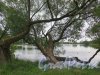 Ольгин пруд (Колонистский парк). Деревья на берегу. фото август 2018 г. 