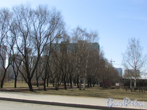Аллея Пулковского парка к жилой застройке от Московского шоссе. Фото 7 апреля 2020 г.