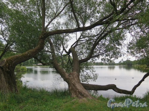 Ольгин пруд (Колонистский парк). Деревья на берегу. фото август 2018 г. 