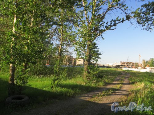 Проспект Космонавтов, дом 100 (Дунайский проспект, участок 1, юго-восточнее пересечения с проспектом Космонавтов). Общий вид участка. Фото 7 июня 2015 года.