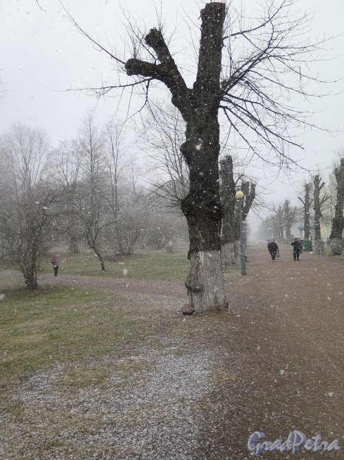 Пр. Ленина (Выборг). Парк-Эспланада. Аллея парка под снегом. фото 10 мая 2017 г.