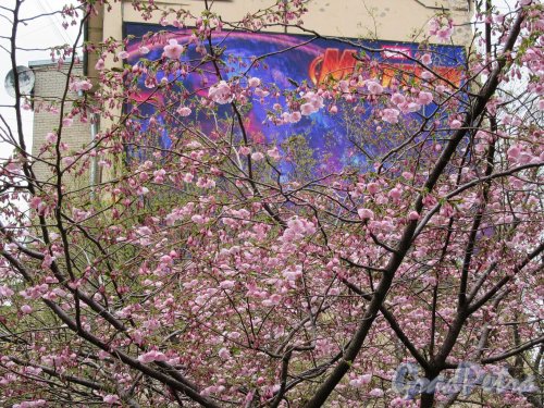 Сквер Дружбы. Сакура в период цветения. фото май 2018 г.
