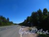 Трасса А-181 (Е-18 «Скандинавия»). Остановка СНТ «Большой Лог». Фото 17 августа 2015 года.