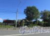 посёлок Парголово, Выборгское шоссе, дом 367. Жилые дома на участке. Фото 31 августа 2016 года.