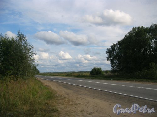 Лен. обл., Гатчинский р-н, шоссе Р-40 недалеко от дер. Замостье. Фото 12 августа 2014 г.
