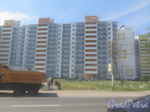 Московское шоссе (Шушары), д. 246. Жилмассив. фото июль 2015 г.