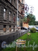 Акция «Зеленая волна» у дома 46 по 4-ой Советской улице. Дерево, посаженное композитором Евгением Дога. Фото август 2009 г.