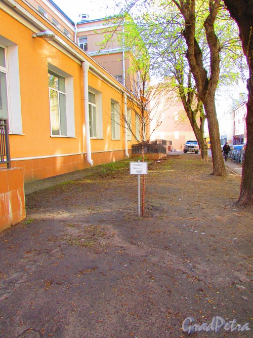 Малая Разночинная улица, дом 2-4, литера А. Дерево Победы. Фото 1 мая 2016 года.
