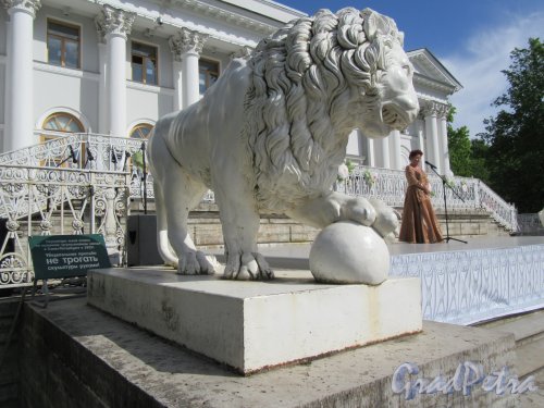 Елагин остров (улица), д. 4, лит. А. Скульптура льва на площадке лестницы перед парадным входом.  фото май 2018 г.