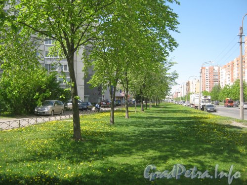 Зелёная аллея между проезжей частью и пешеходной стороной нечётной стороны ул. Маршала Захарова в районе 39 дома. Фото май 2012 г.