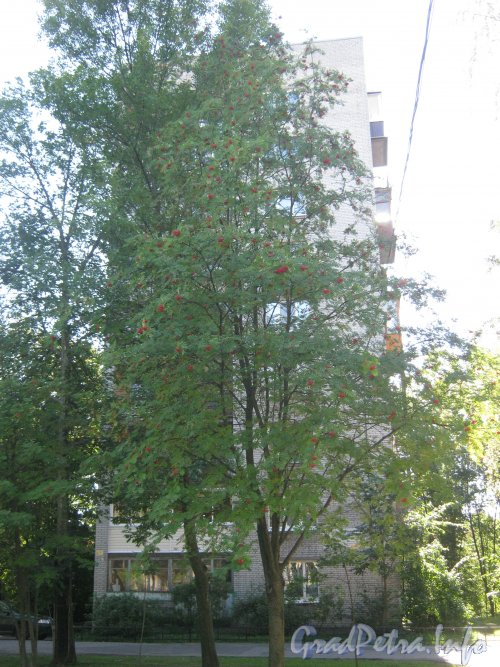 Ул. Рашетова, дом 13, корпус 2. Общий вид с ул. Рашетова на торец дома. Фото 4 сентября 2012 г.