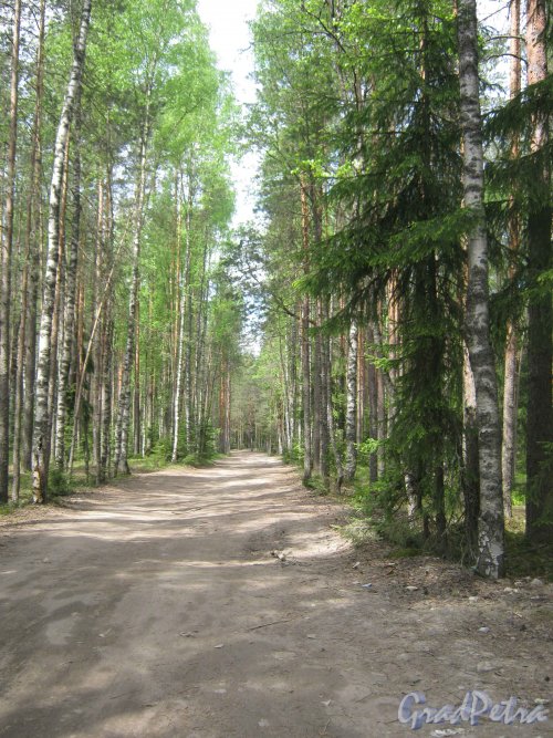 Пос. Солнечное, ул. Танкистов. Общий вид улицы, проходящей по лесу. Фото май 2010 г.