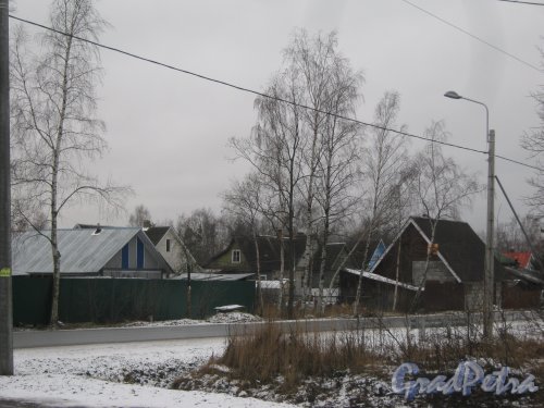 Красное Село (Горелово), ул. Дачная. Общий вид с чётной стороны улицы на постройки в районе 23-27 домов. Фото 4 января 2014 г.