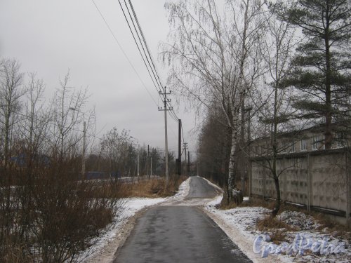 Красное Село (Горелово), ул. Дачная. Пешеходная дорожка чётной стороны улицы. Вид в сторону Заречной ул. Фото 4 января 2014 г.