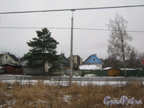 Красное Село (Горелово), ул. Дачная. Вид с чётной стороны улицы на жилые дома нечётной стороны. Фото 4 января 2014 г.