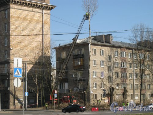 Кронштадтская ул. около ддома 6 и на пересечении с Корабельной ул. Спиливание сухих деревьев. Фото 19 апреля 2014 г.