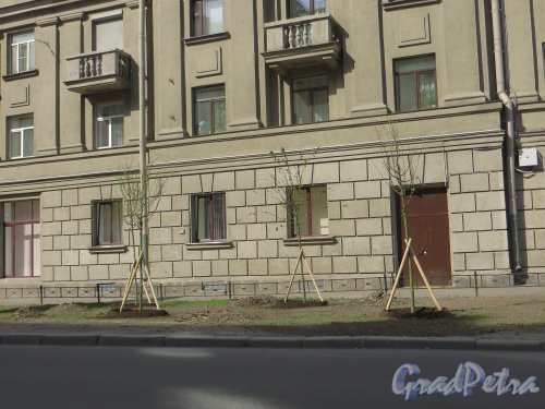 Кузнецовская улица, дом 32. Новые посадки деревьев. Фото 25 апреля 2014 года.