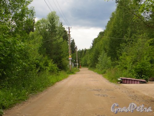 Поселок Белоостров, садоводство «Арфа», Перспектива Центральной улицы от продовольственного магазина в сторону въезда на территорию садоводства. Фото 27 июня 2014 года.