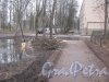 г. Павловск, Берёзовая ул. Вырубка деревьев. Фото 5 марта 2014 г.