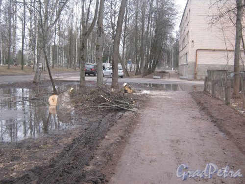 г. Павловск, Берёзовая ул. Вырубка деревьев. Фото 5 марта 2014 г.