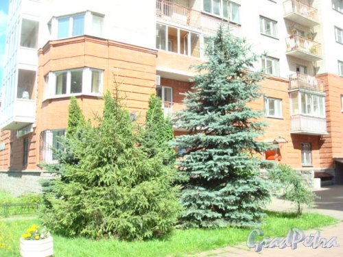 Санкт-Петербург, Красногвардейский р-н, Лазо ул. д.5. Фрагмент озеленения во дворе жилого дома. Фото 2016 года.