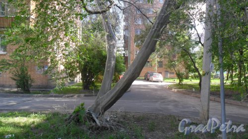 Будапештская улица, дом 51. Пораженное болезнью дерево перед домом, точнее одно из трех больных деревьев, экологическая катастрофа, похоже. Фото 4 июня 2018 года.
